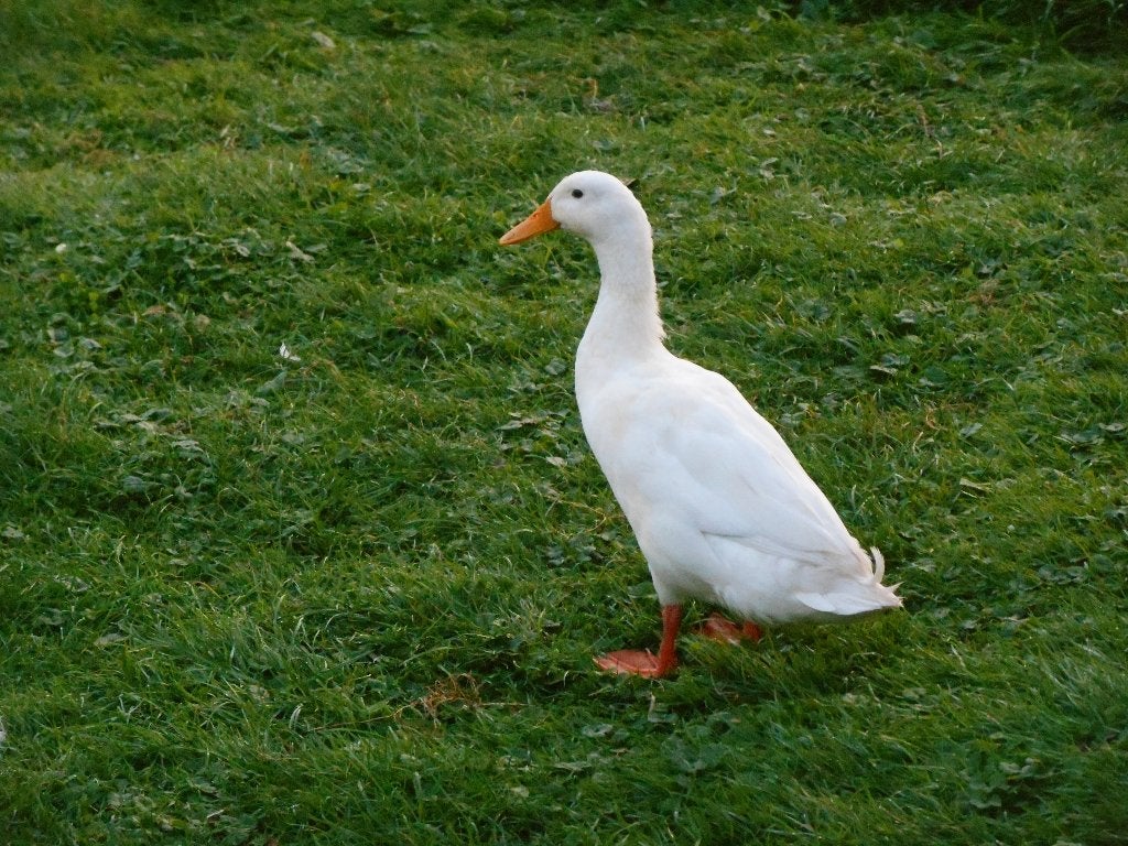 Indische loopeend, zuiver wit, woerd, Dieren en Toebehoren, Mannelijk, Eend