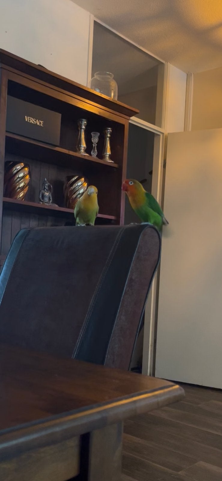 Gezocht blijvend huisje Fischeri, Dieren en Toebehoren, Mannelijk, Dwergpapegaai of Agapornis