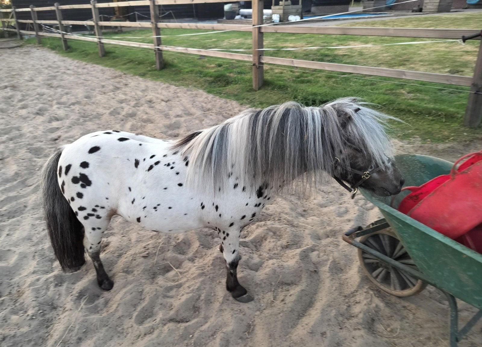 Bloedmooie 3-jarige eyecatcher  Appaloosa hengst, Dieren en Toebehoren, Hengst