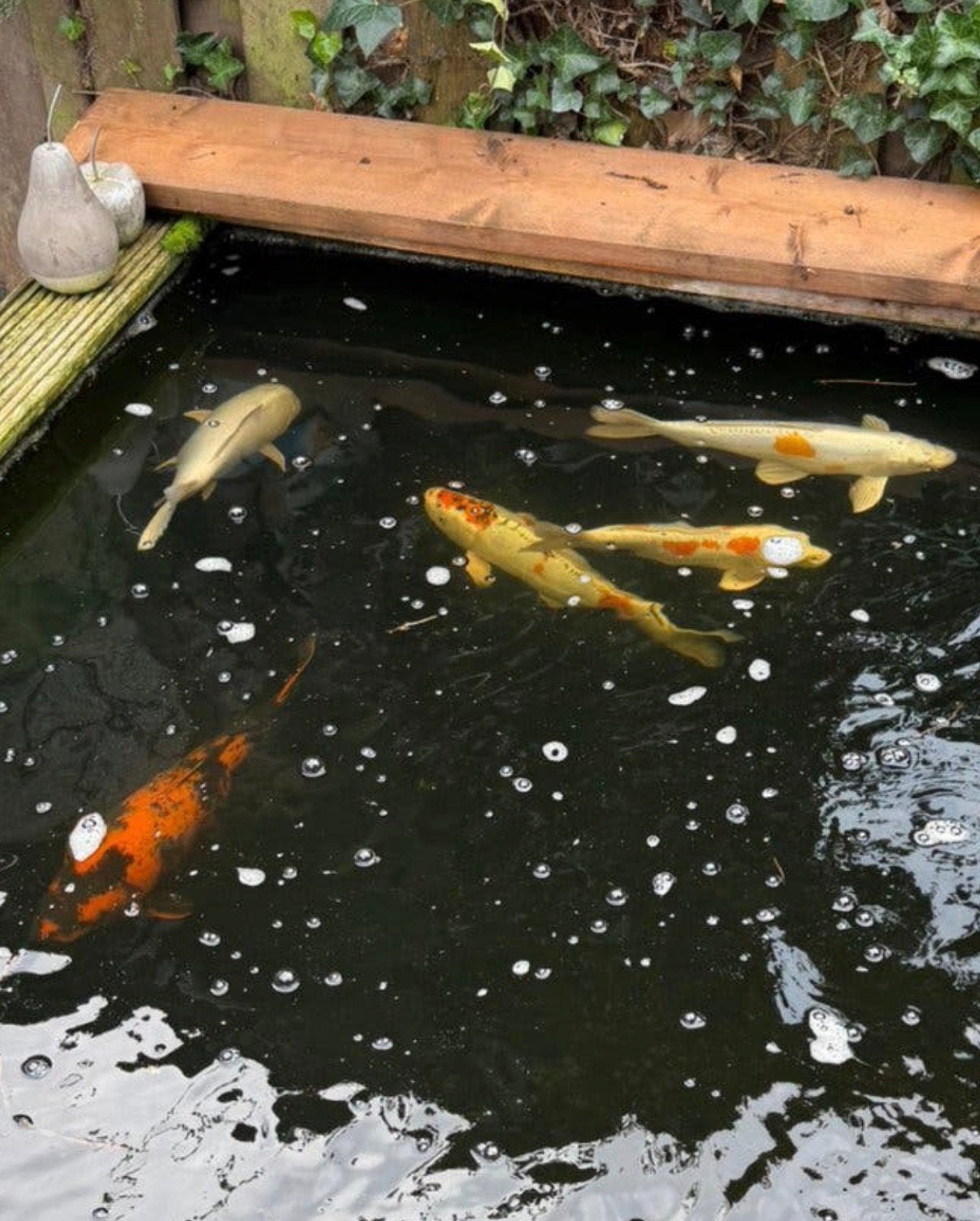 11 mooie koi  karpers tussen 12/50 cm, Karper of Koi