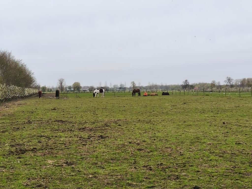 Weiland te koop gevraagd voor paarden