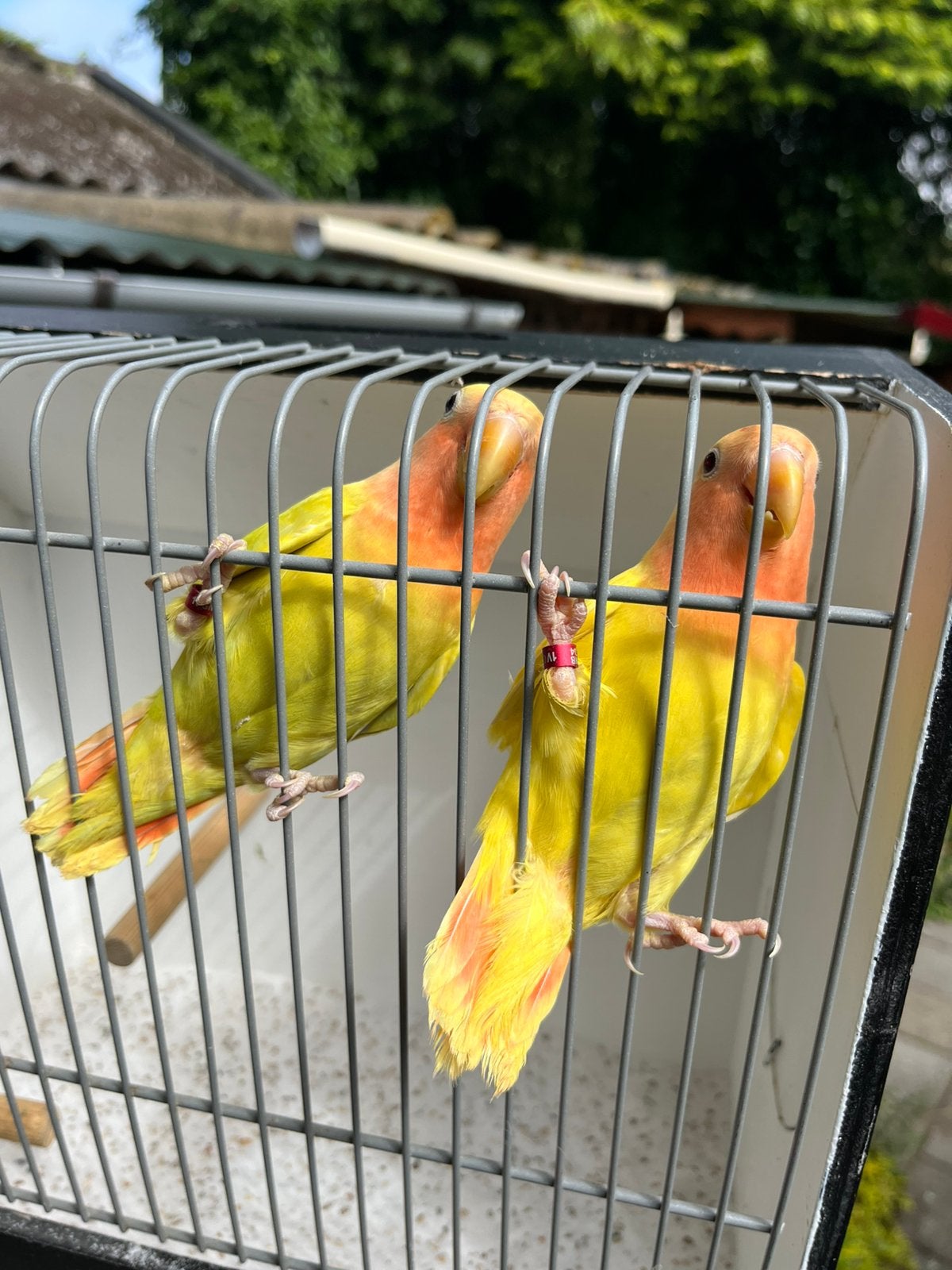 2 Gele Agapornis dwergpapegaai “Koopje” G, Dieren en Toebehoren, Vrouwelijk, Dwergpapegaai of Agapornis, Geringd