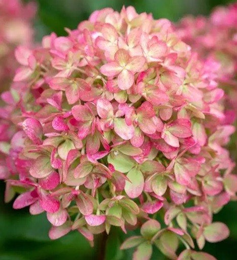 Hydrangea 'Little Fresco' (LAAGBLIJVEND! 70 cm), Tuin en Terras, Overige soorten, Vaste plant, Ophalen of Verzenden, Halfschaduw