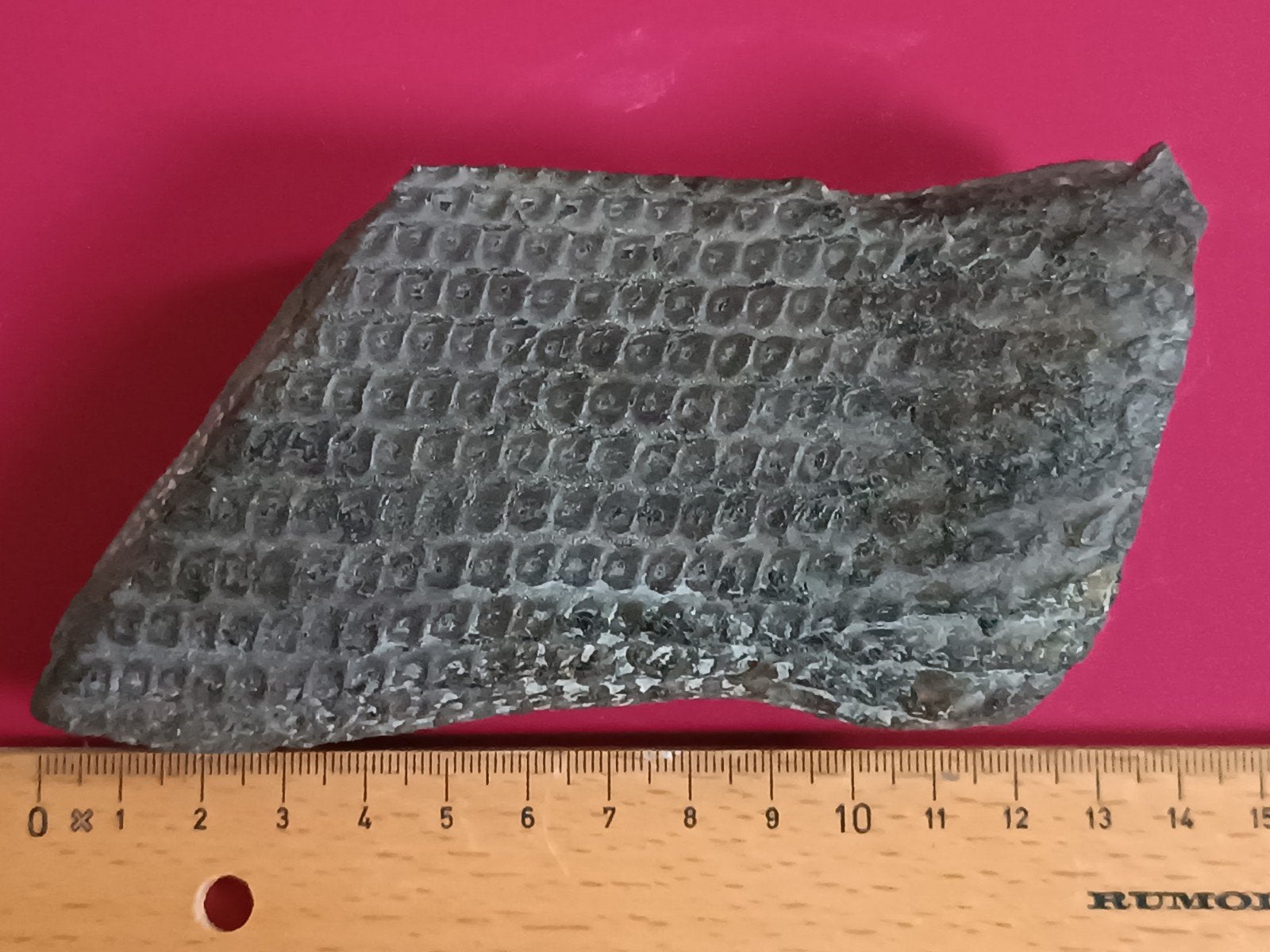 Fossiel stuk boom, Sigillaria., Verzamelen, Ophalen of Verzenden, Fossiel