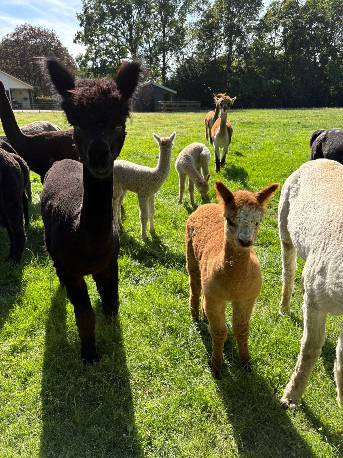 Alpaca te koop, Dieren en Toebehoren, Juni, Meerdere dieren