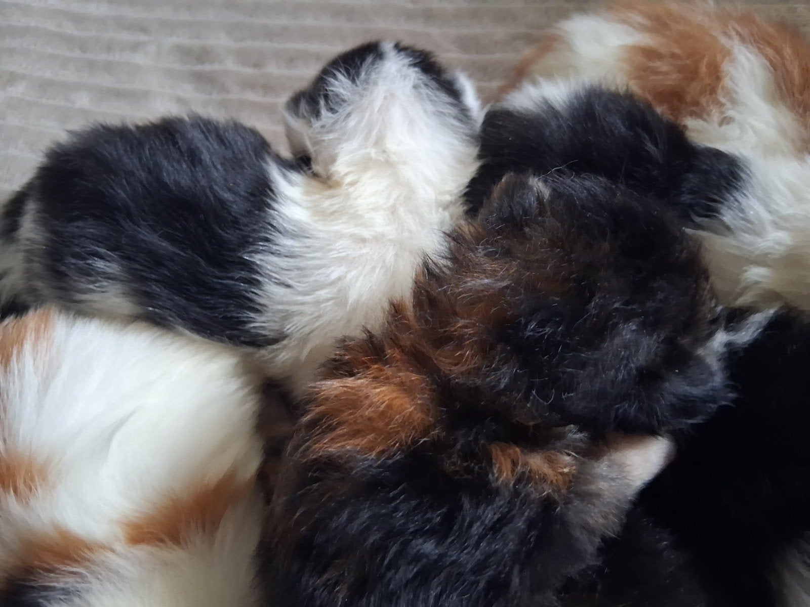 Bont nestje maine coon kittens, Dieren en Toebehoren, Katten en Kittens | Raskatten | Langhaar, Meerdere dieren, Ontwormd, 0 tot 2 jaar