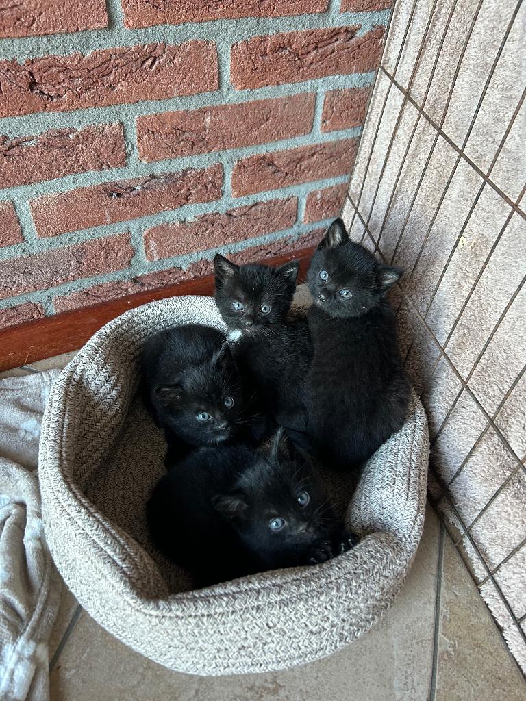 Kittens, Meerdere dieren, Kortharig