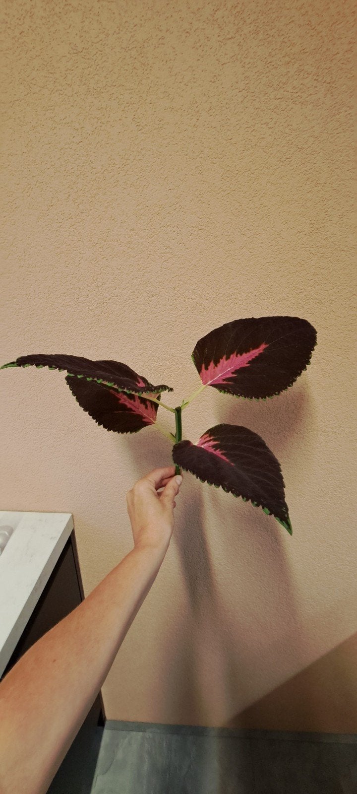 Nog 1 megagrote coleus stek beschikbaar!!!
Een sierraad voor, Bloeiende kamerplant, Ophalen of Verzenden, Halfschaduw, Minder dan 100 cm