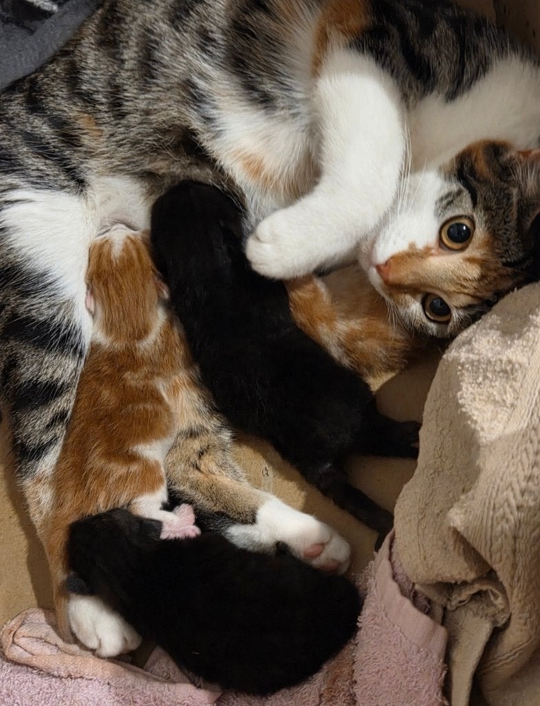 2 kitten poesjes mogen nu weg, zoeken huisje, Poes, Kortharig, 0 tot 2 jaar