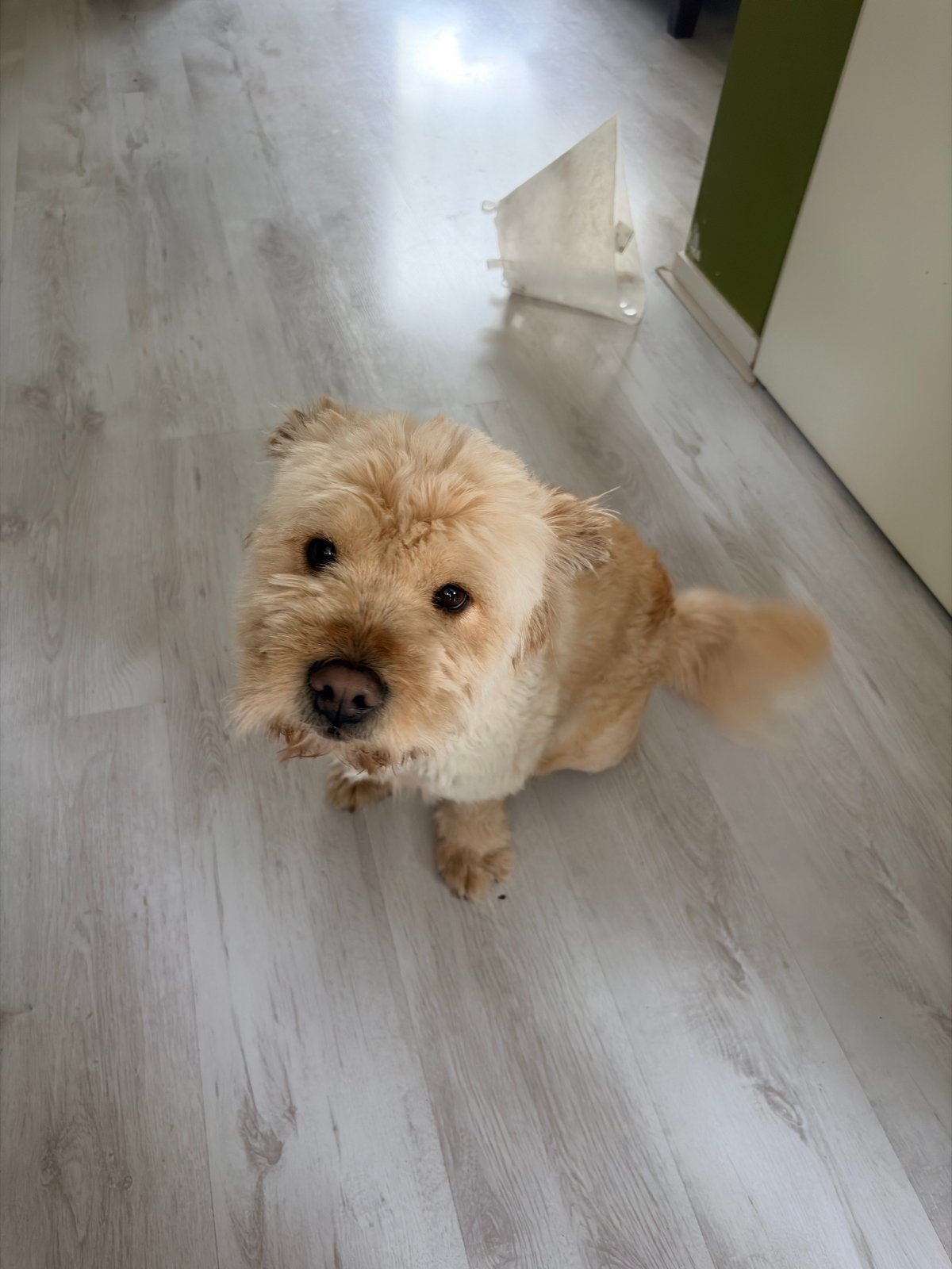 Joep is een poedel kruising chow chow, Dieren en Toebehoren, Honden | Niet-rashonden, Reu, Eén hond, 3 tot 5 jaar, Nederland