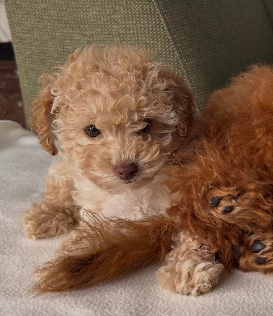 Super klein Teacup Toypoedels puppy reu, Dieren en Toebehoren, Honden | Niet-rashonden, Reu, Eén hond, Klein, Nederland