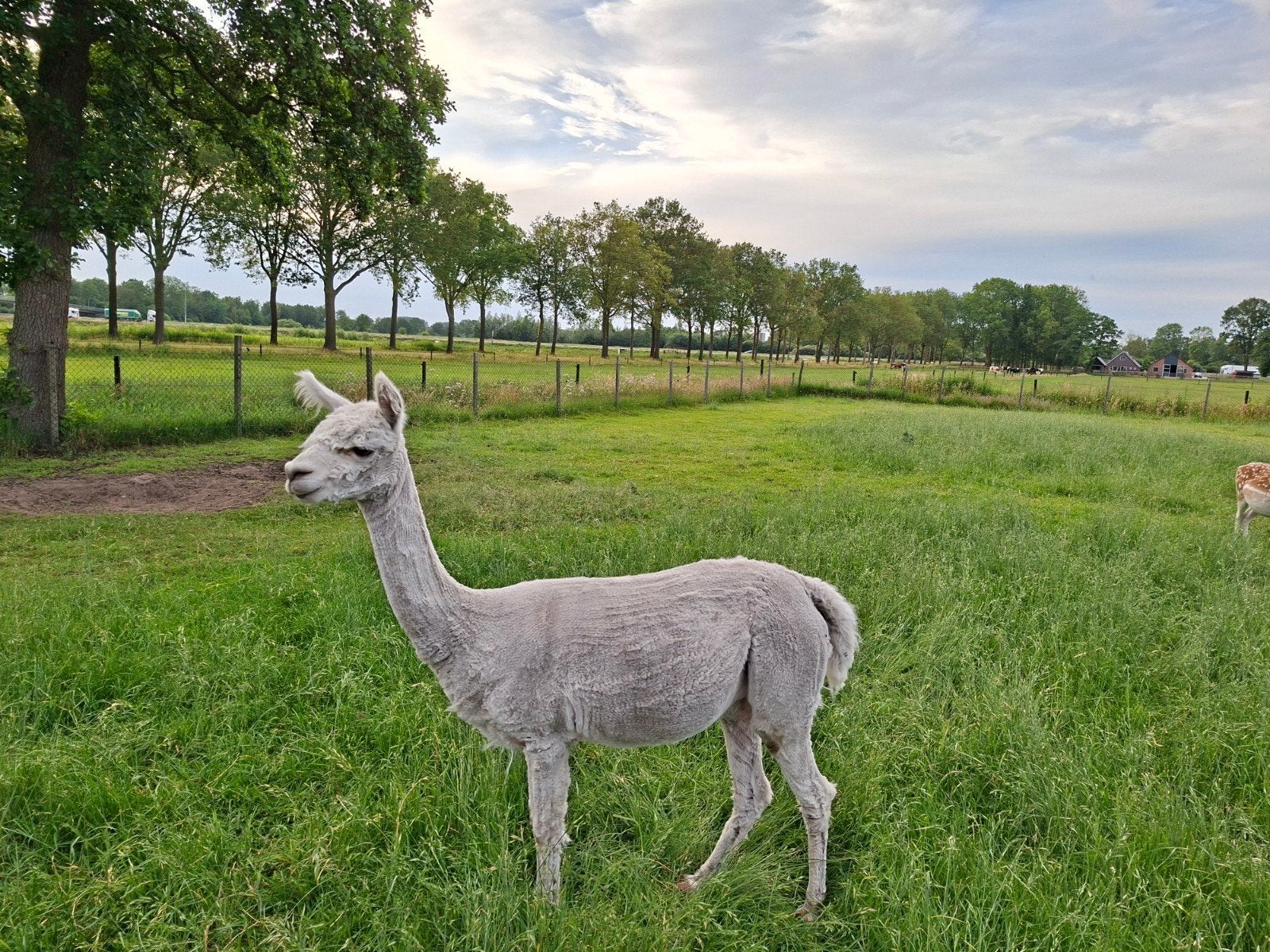 2 nette goed verzorgde alpaca's, Vrouwelijk, Alpaca, 6 jaar of ouder