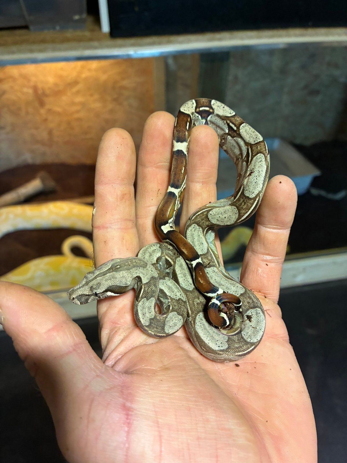 Boa constrictor Roodstaartboa, Slang, 0 tot 2 jaar