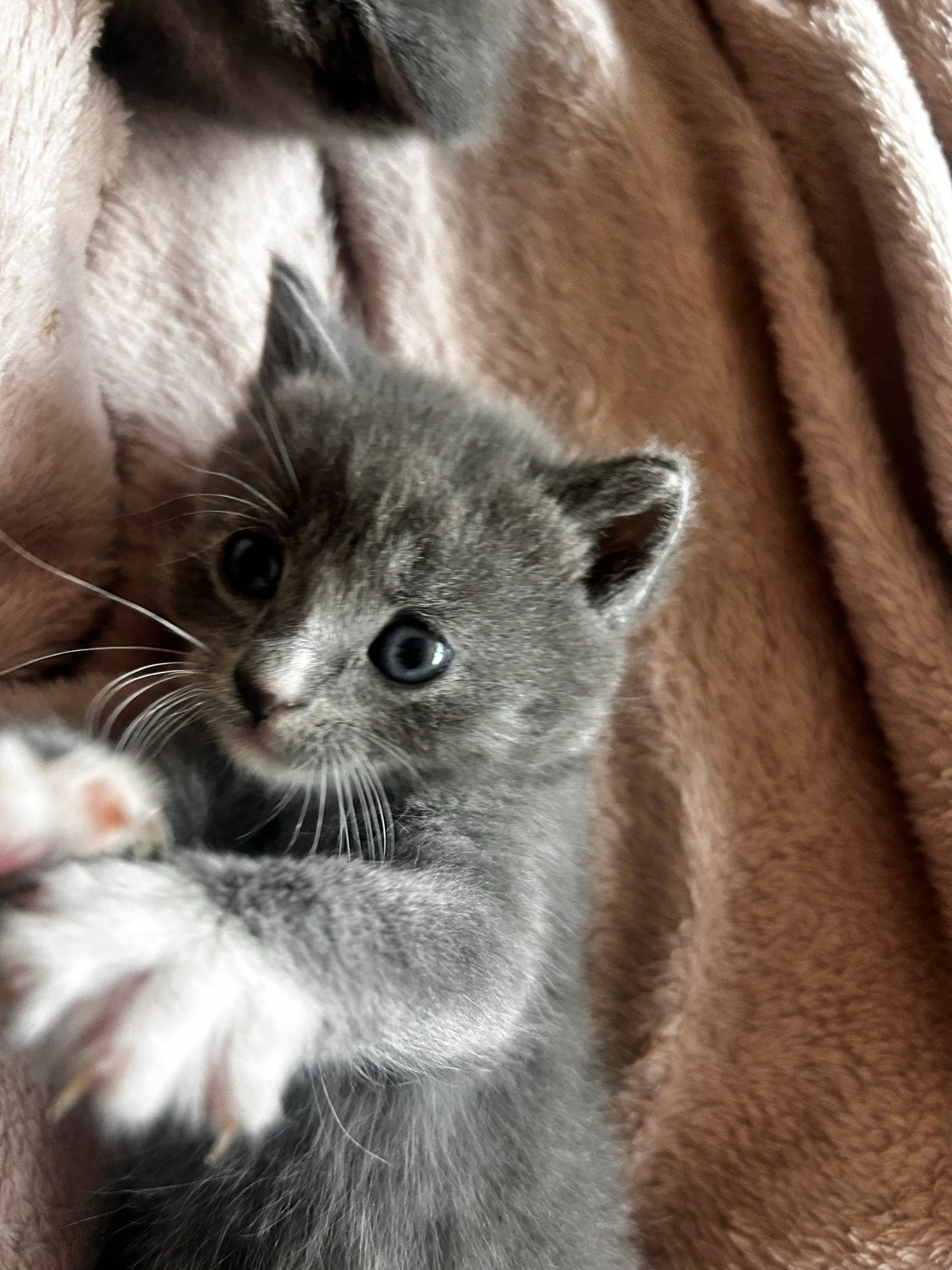 Lieve kittens zoeken een lief baasje, Poes