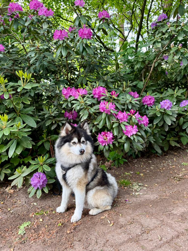 F1 Pomsky dekreu, Dieren en Toebehoren, Parvo, Eén hond, 3 tot 5 jaar, Nederland
