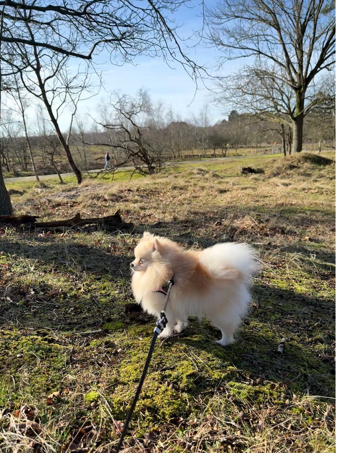 Lieve dwergkees/pomeriaan zoekt liefdevol huisje, Particulier, Rabiës (hondsdolheid), Overige rassen, Buitenland