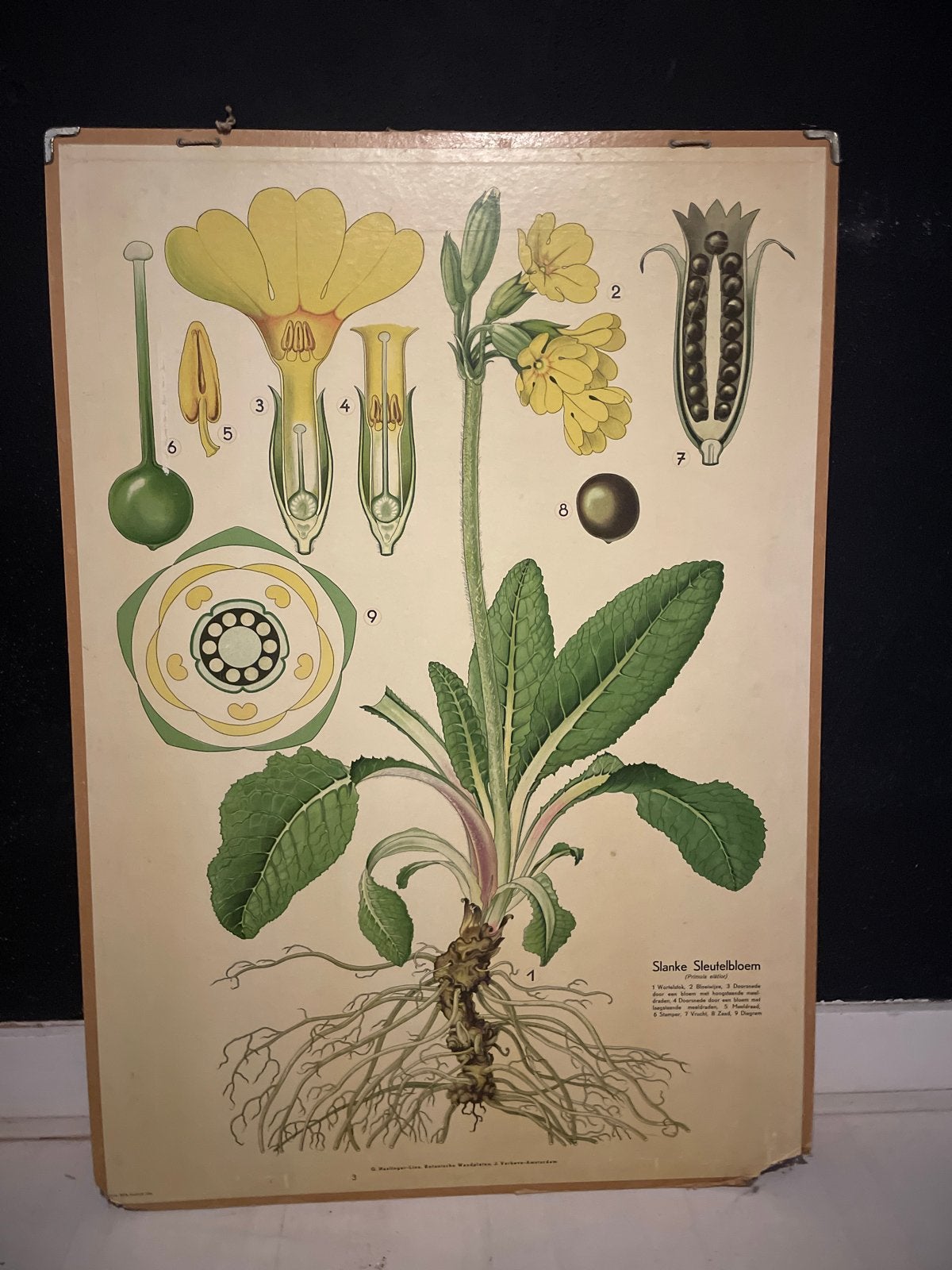 Vintage Botanische Schoolplaat - Slanke Sleutelbloem, Antiek en Kunst, Antiek | Schoolplaten, Ophalen, Natuur en Biologie