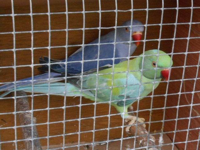 koppel halsbanden opaline/bleekstaart, Meerdere dieren, Parkiet, Geringd