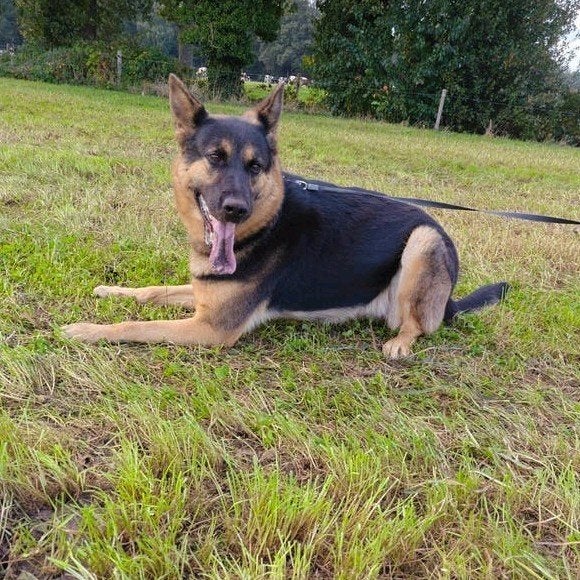 Duitse herder, teef, vijf jaar, Teef, Eén hond, 3 tot 5 jaar, Herder