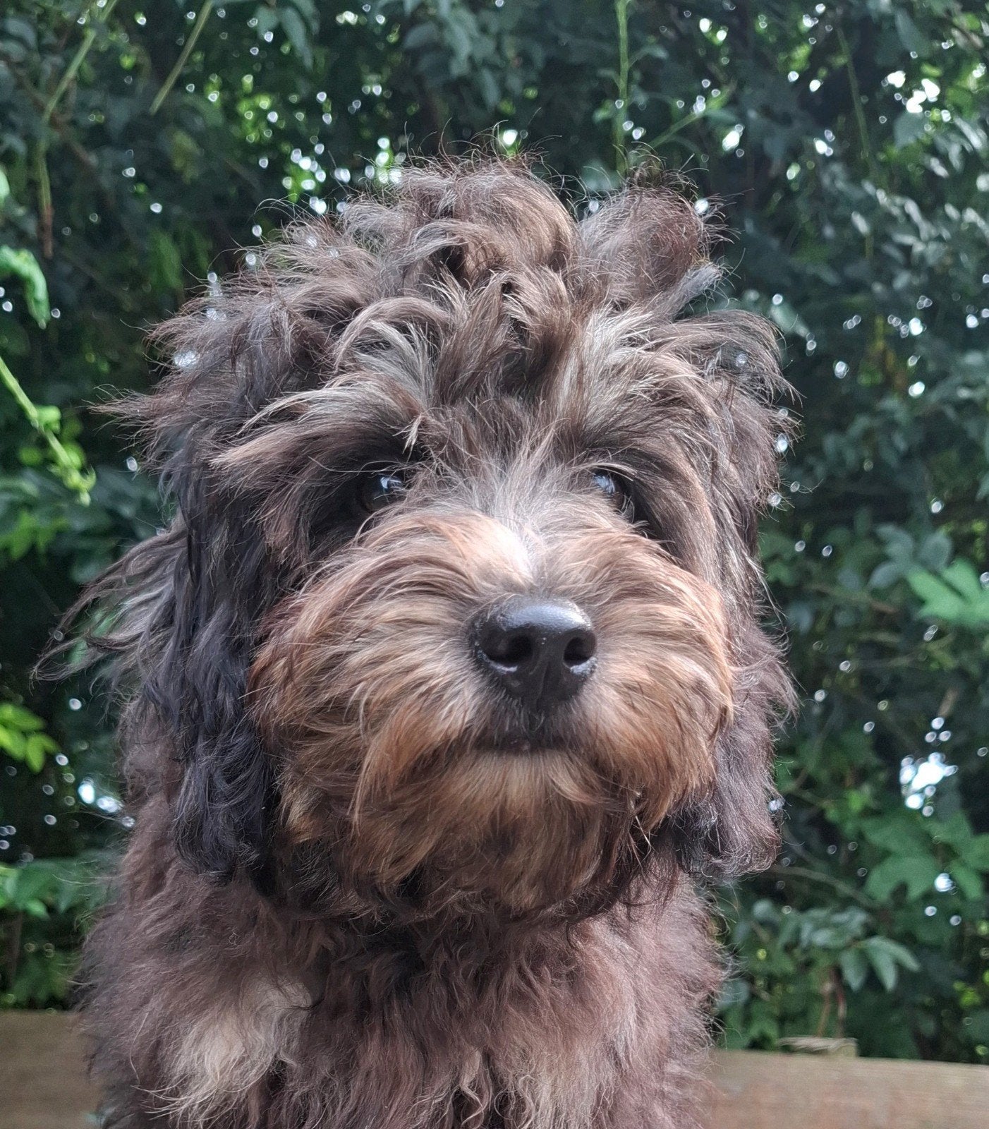 super leuk,  klein blijvend,  black and tan doodle pupje, Parvo, 15 weken tot 1 jaar, Eén hond, Nederland