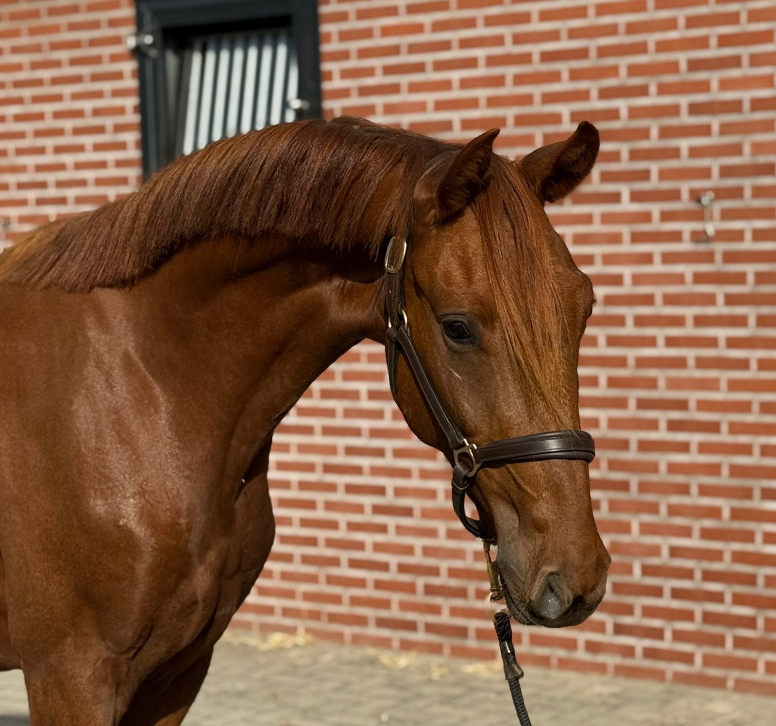 Sterk bewegende ruin O’frederick (For Romance) x Kjento, Met stamboom, Ruin, Dressuurpaard, 0 tot 2 jaar