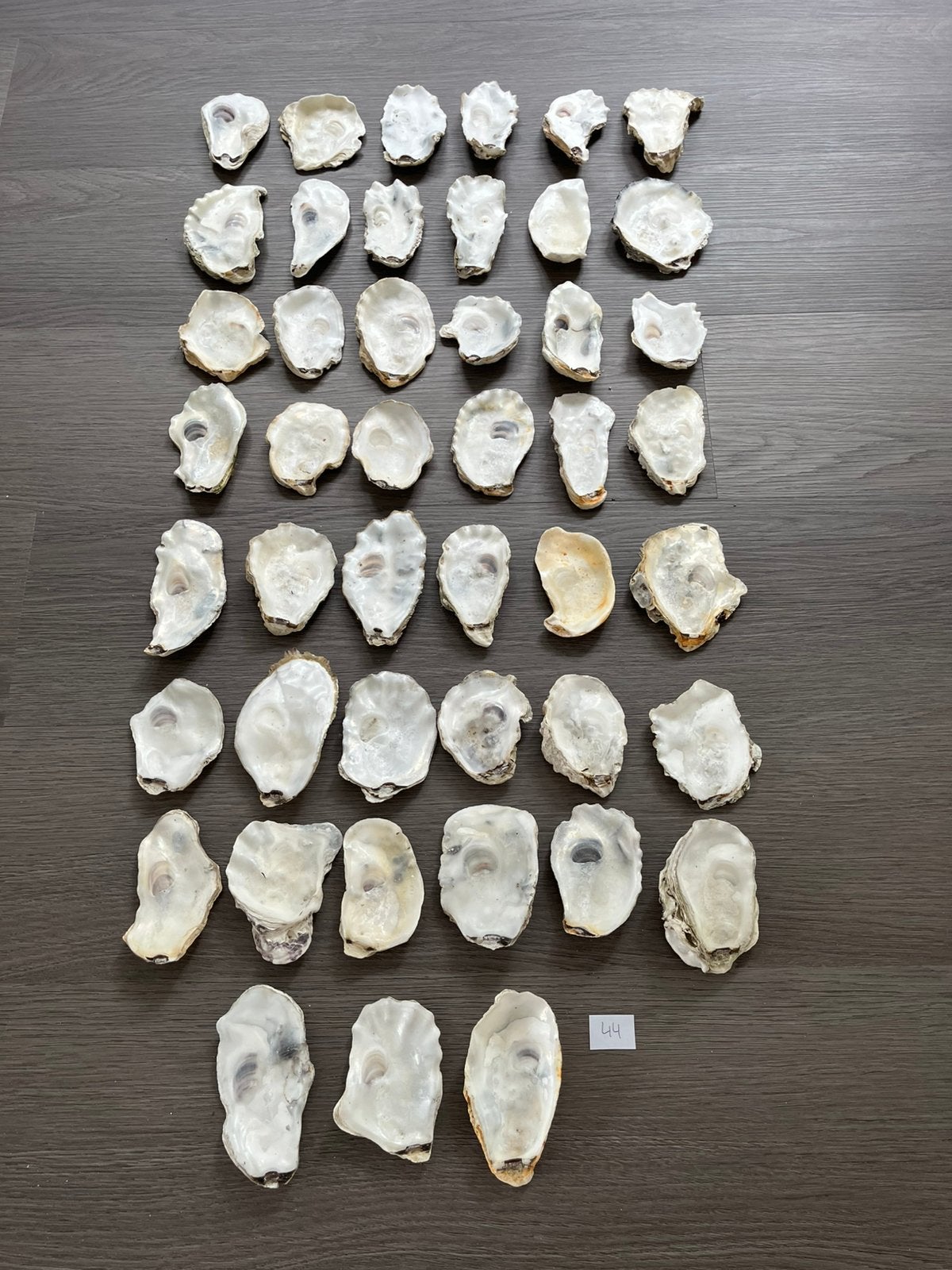 95 platte oesterschelpen, Ophalen of Verzenden