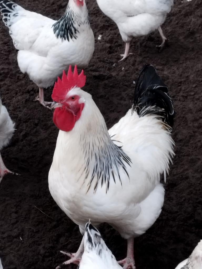 Broedeieren Sussex Columbia, Geslacht onbekend, Kip