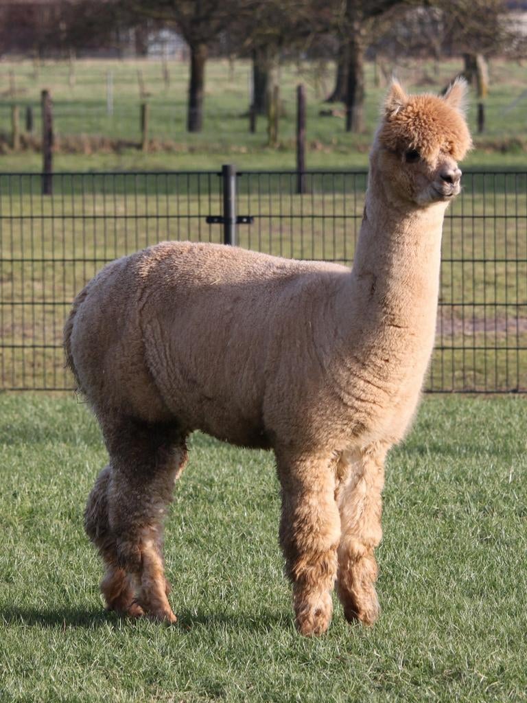 Alpaca ruinen, Dieren en Toebehoren, Januari, Mannelijk