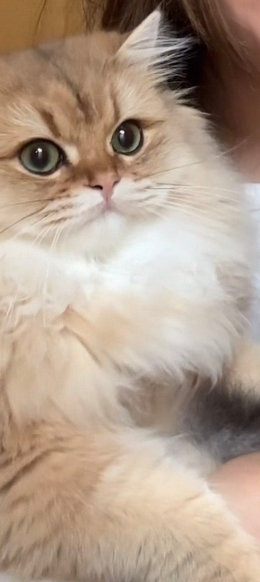 Britse langhaar golden shaded, Dieren en Toebehoren, Kater