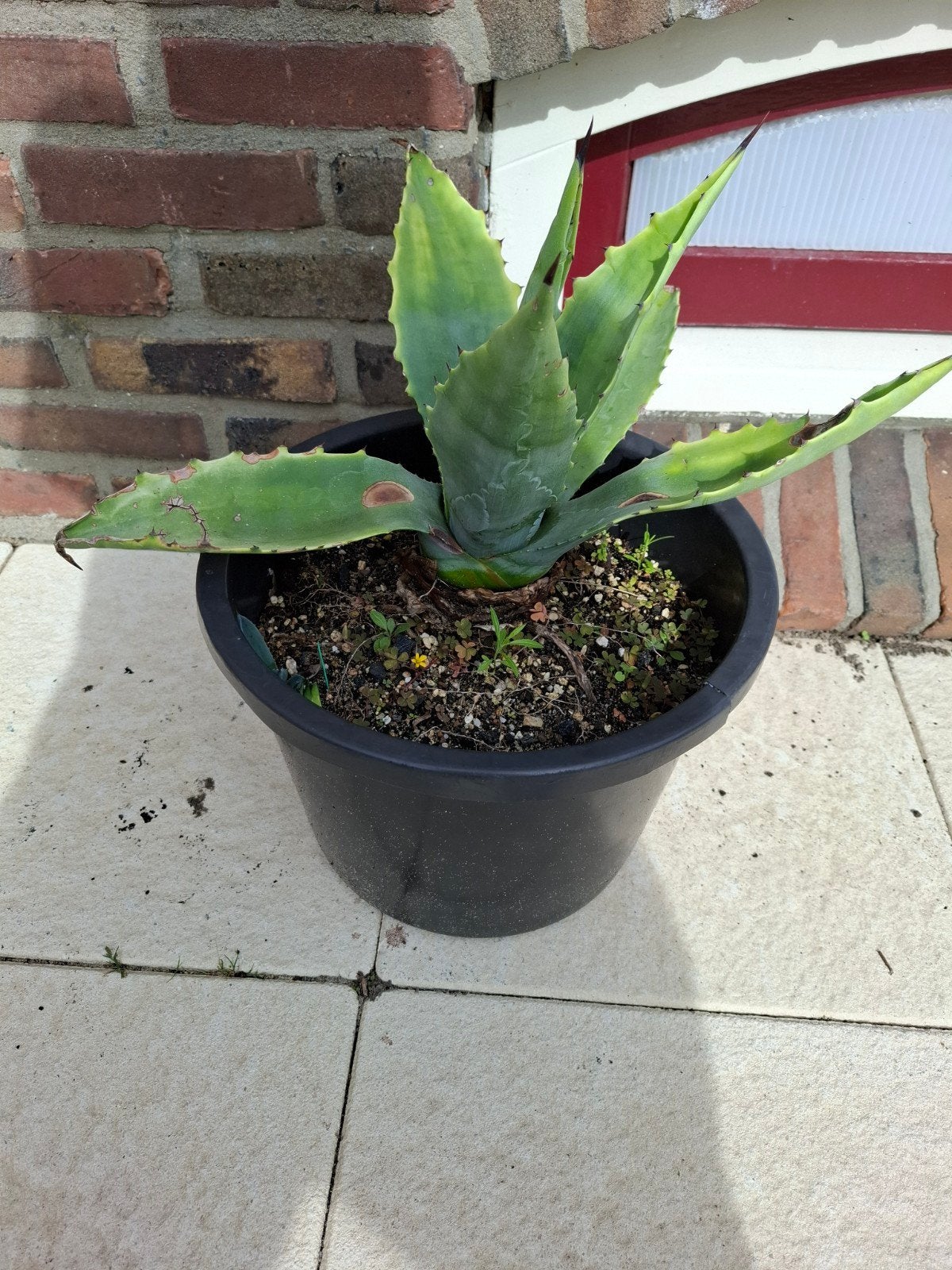 Agave te koop!, Tuin en Terras, Ophalen, Vaste plant, Overige soorten