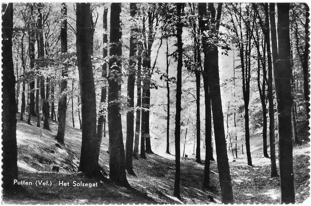 Putten, Solsegat, bomen, bos, Verzamelen, Ansichtkaarten | Nederland, Verzenden, 1960 tot 1980, Gelopen, Gelderland