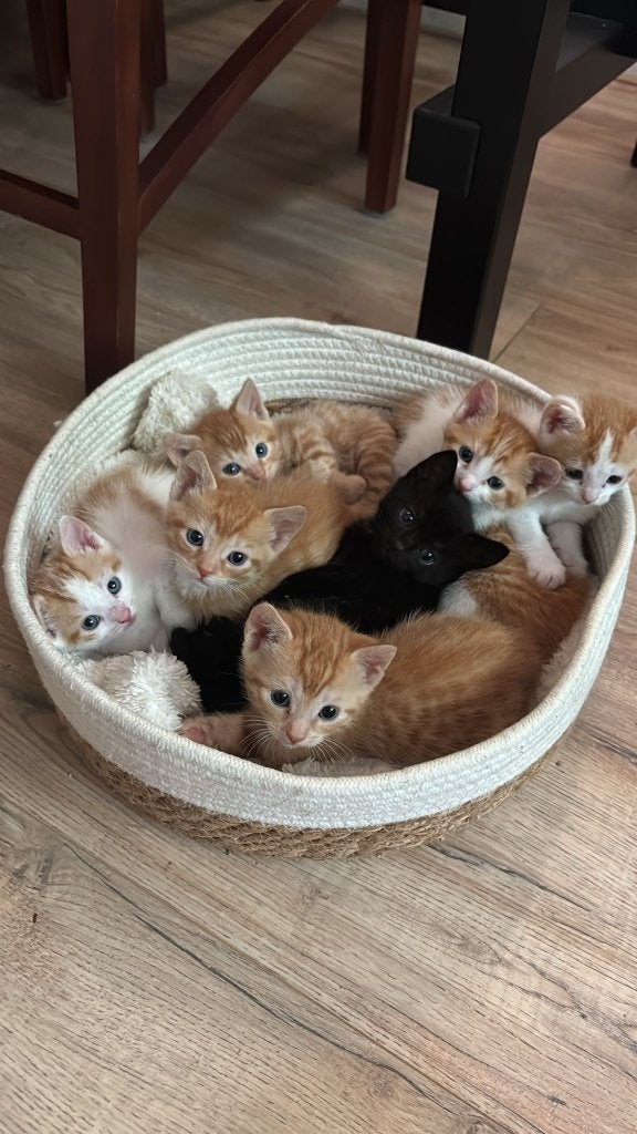 Lieve kittens, Dieren en Toebehoren, Katten en Kittens | Raskatten | Korthaar, Meerdere dieren, Ontwormd, 0 tot 2 jaar