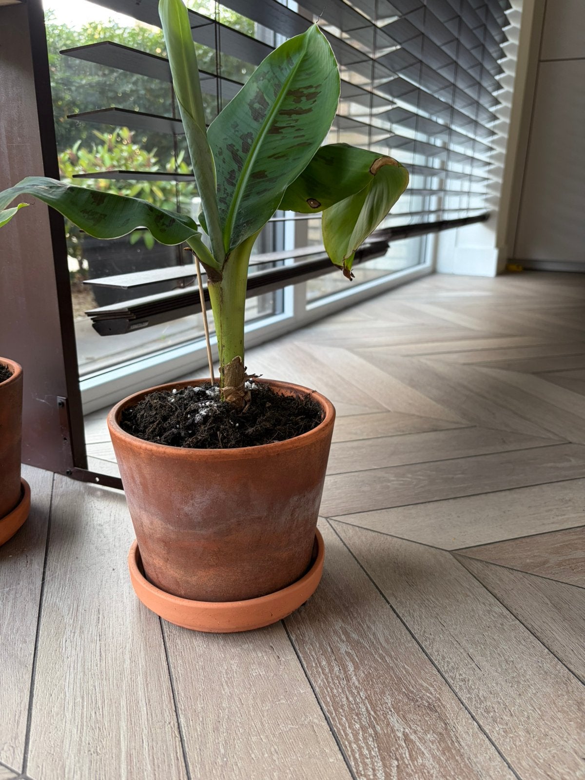 Musa acuminata Dwarf Cavendish Bananenplant met pot, Ophalen, Fruitplant, In pot, Minder dan 100 cm