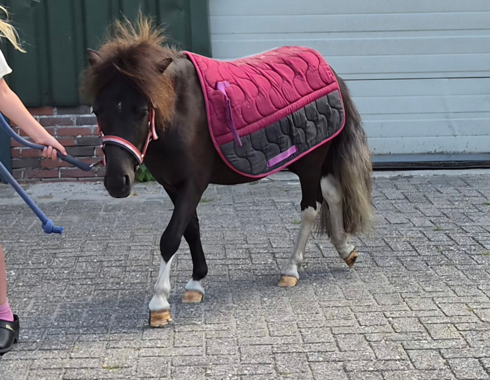 Onwijs lieve Shetlander ruin!, Dieren en Toebehoren, Pony's, Ruin, Niet van toepassing, 0 tot 2 jaar, A pony (tot 1.17m)