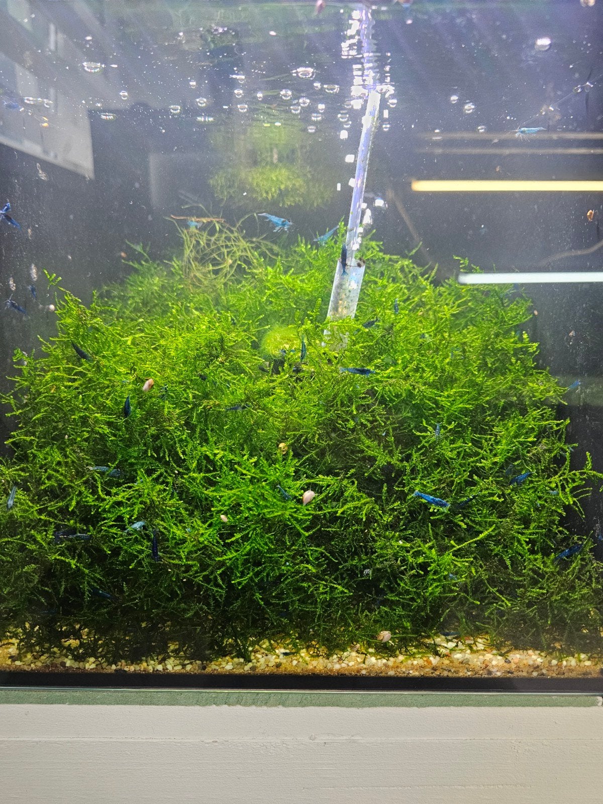 weeping moss/java moss aquarium mos, Dieren en Toebehoren, Ophalen, Nieuw, Plant(en), Steen of Hout