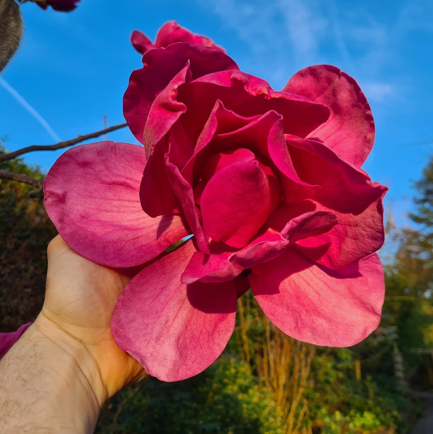 Magnolia Felix Jury / Nieuw ‼️‼️ / zeer grote bloemen  ‼️, Lente, 250 tot 400 cm, Ophalen, Volle zon