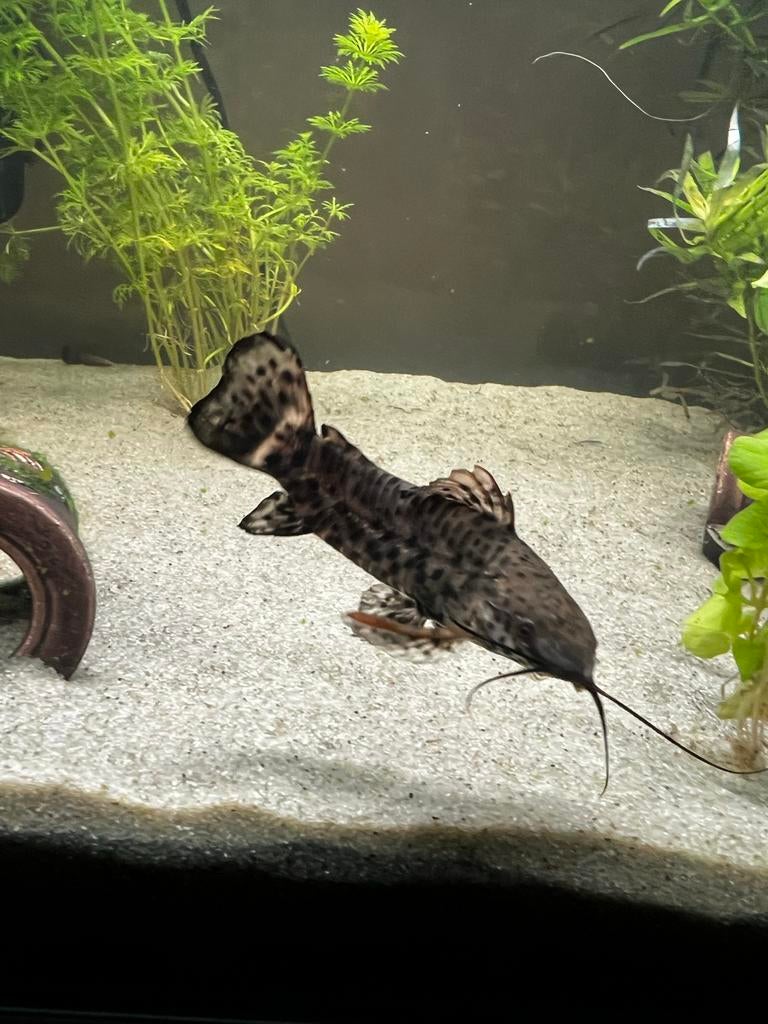Ruilen voor andere vis, Dieren en Toebehoren, Vissen | Aquariumvissen, Vis