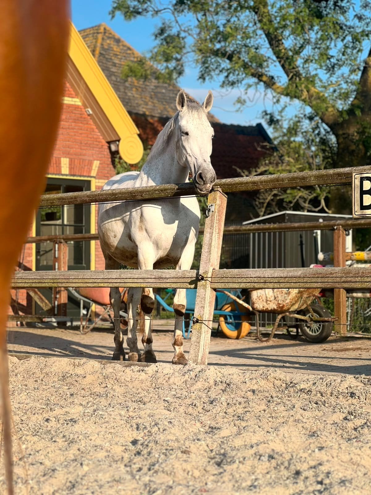 pre paard, Ruin, 11 jaar of ouder