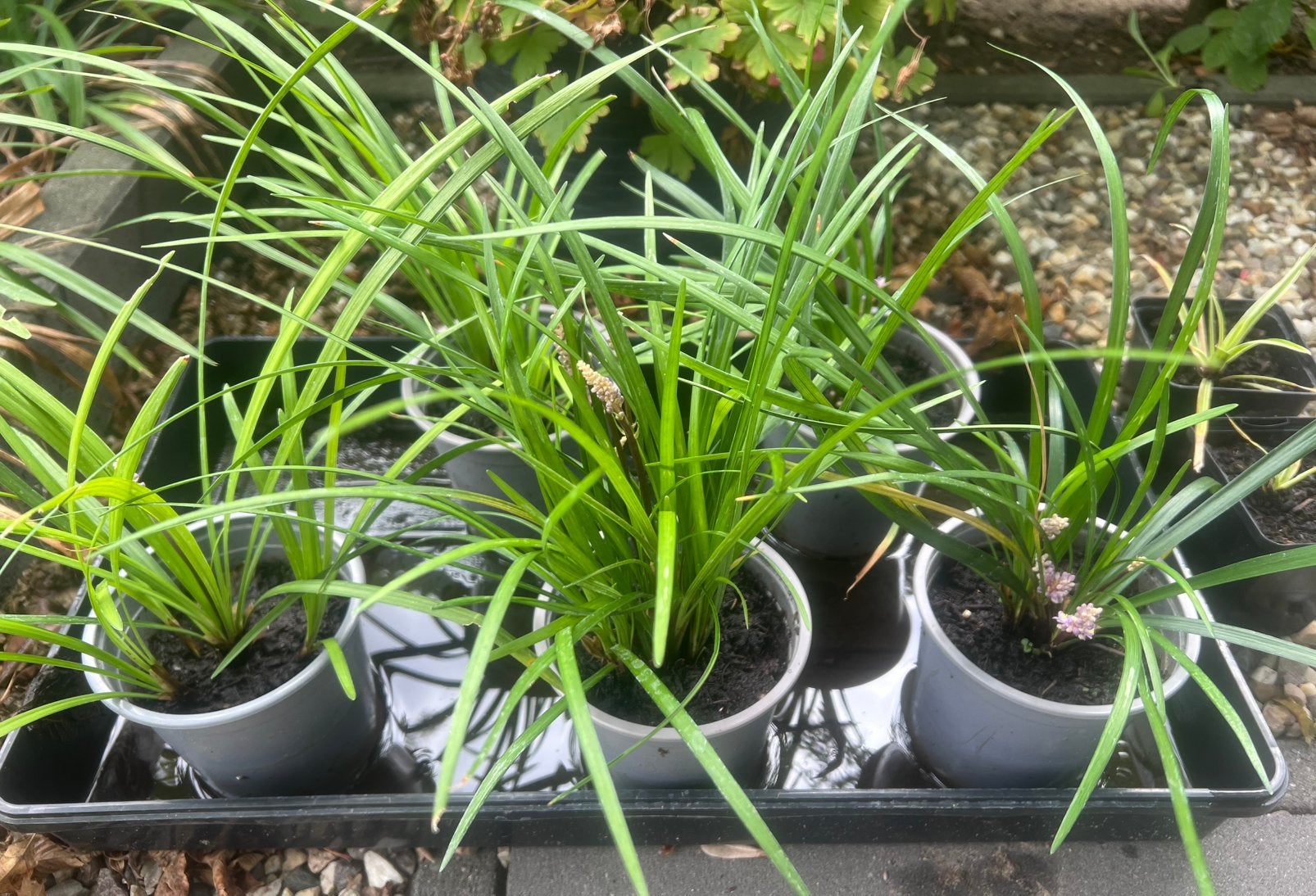 Leliegras Liriope muscari stekken paarse bloem, Ophalen, Overige soorten, Volle zon