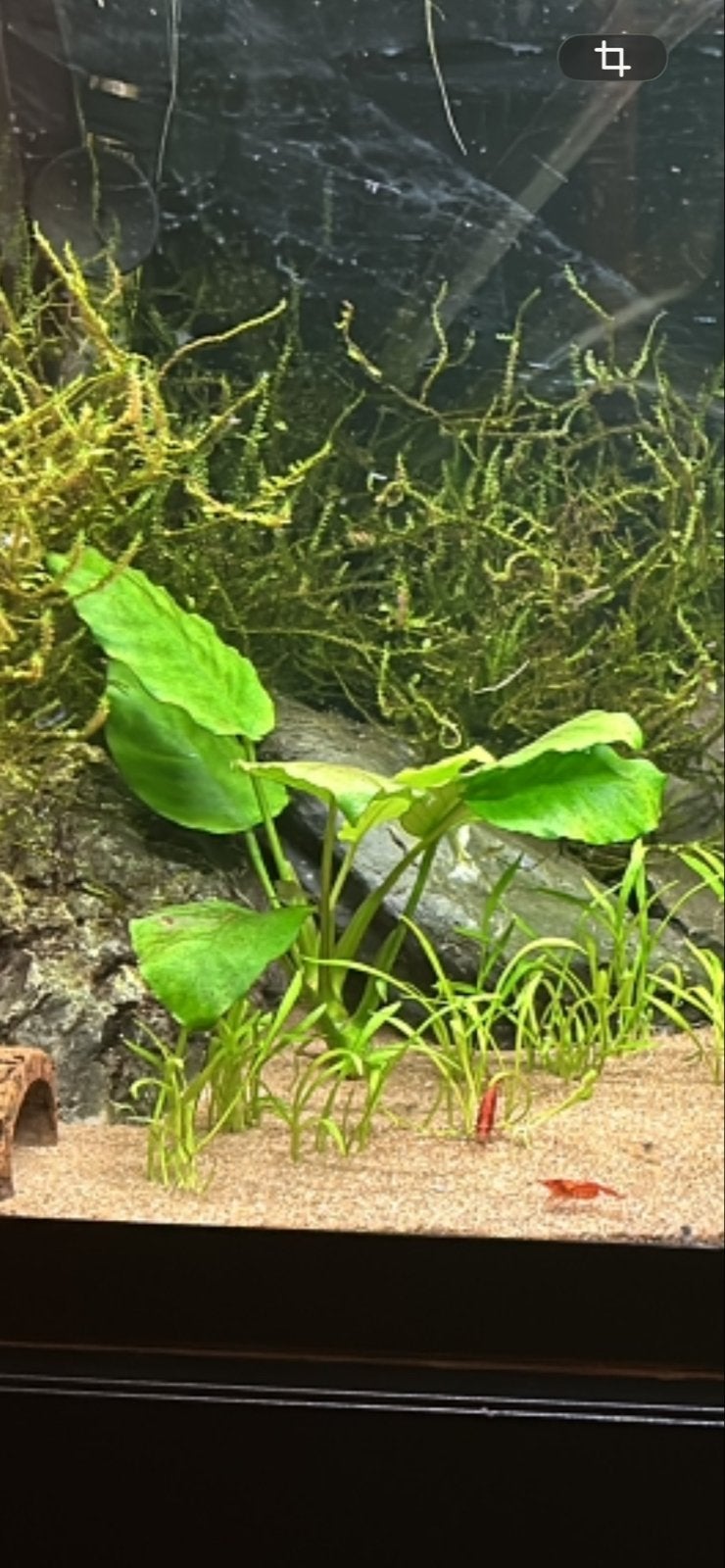 Anubias stekjes., Ophalen of Verzenden, Zo goed als nieuw