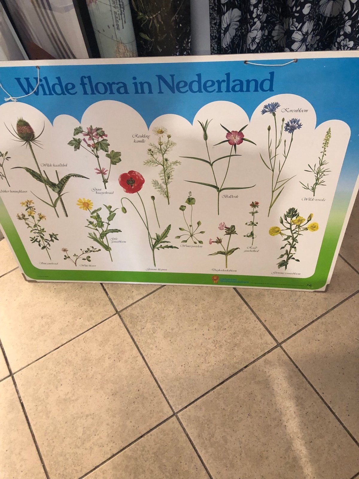 Vintage schoolplaat: Wilde flora in Nederland, Boeken, Natuur, Ophalen