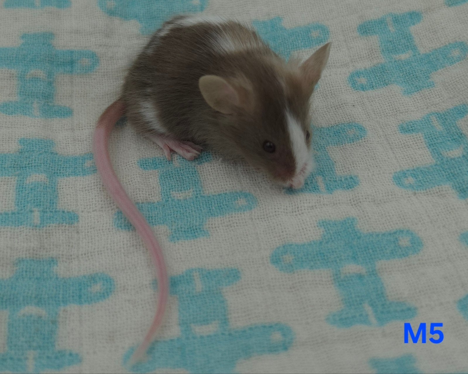 kleurmuis mannen texel en langhaar, Muis, Mannelijk, Tam, September