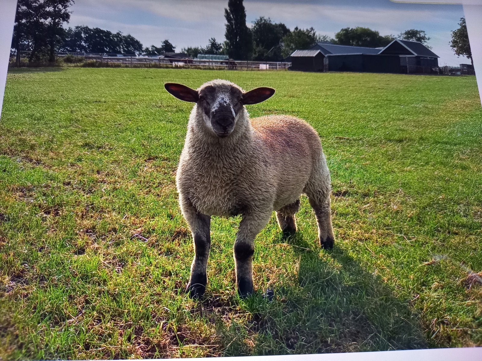 Dekrammen, Mannelijk, Schaap