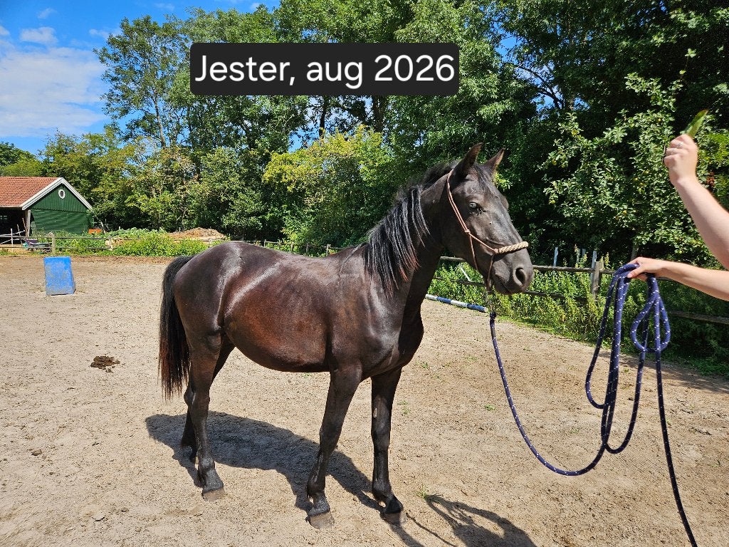 Jester (Fries x Appaloosa) zoekt eigen thuis!, Dieren en Toebehoren, Minder dan 160 cm, Hengst, Onbeleerd, Recreatiepaard