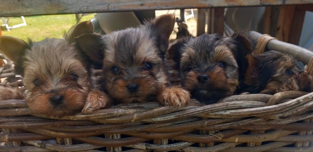 Biewer Yorkshire terriër pups mini, Dieren en Toebehoren, Honden | Chihuahua's en Gezelschapshonden, Parvo, Overige rassen, 8 tot 15 weken