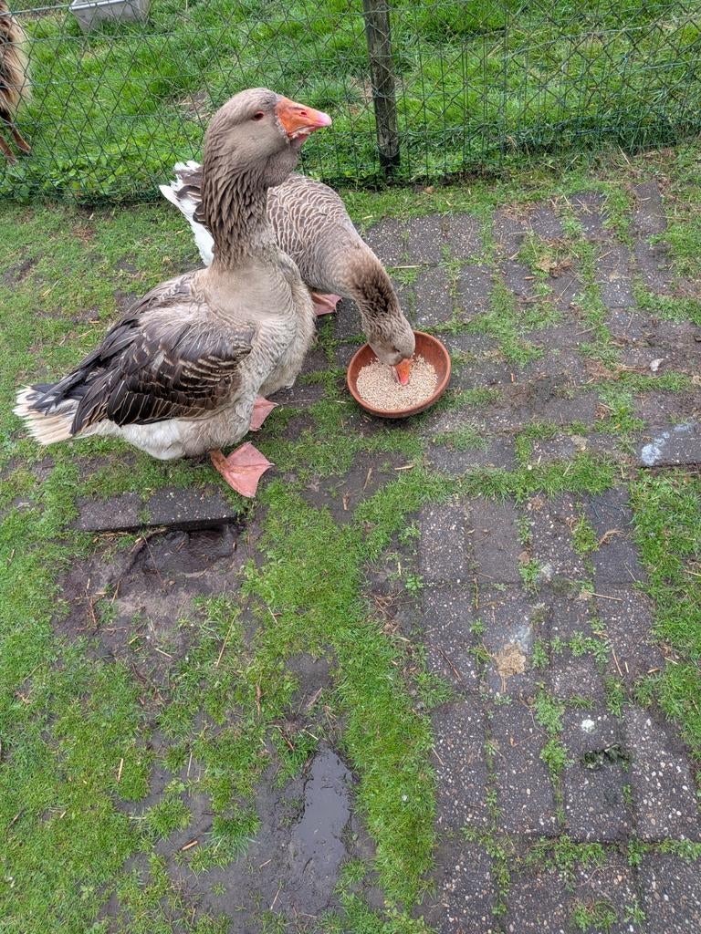 Te Koop; Broedeieren., Geslacht onbekend, Gans of Zwaan