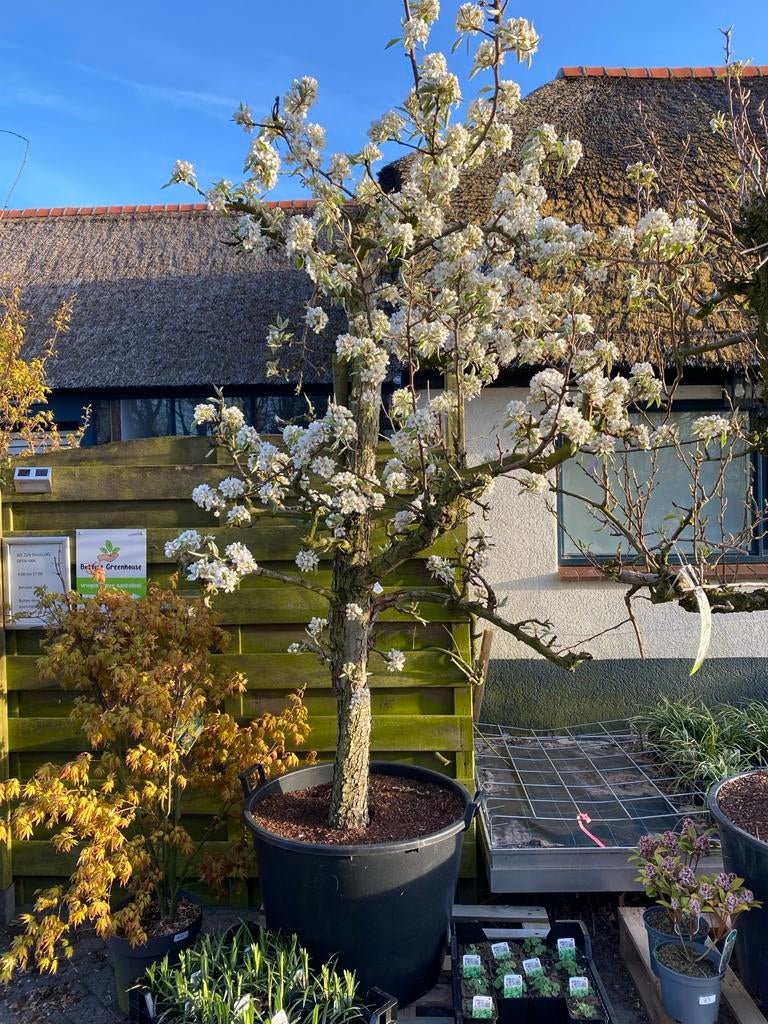 Gieser Wildeman Stoofpeerboom - 25 jaar oud, Ophalen, Lente, Volle zon, 250 tot 400 cm