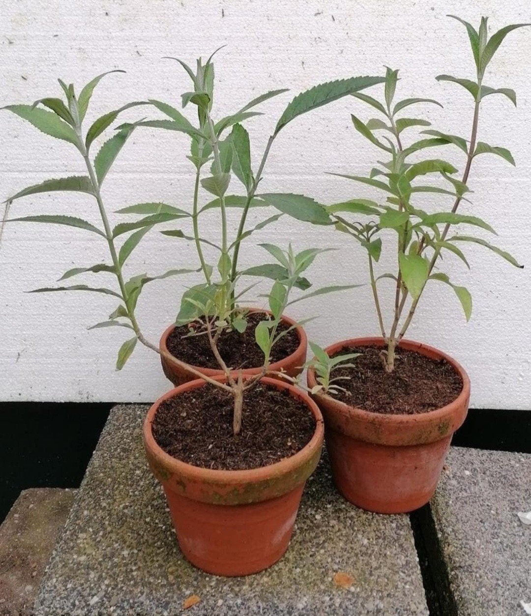 Vlinderstruik (stekjes) (Buddleja) - paars, blauw en wit, Ophalen of Verzenden, Overige soorten, Volle zon