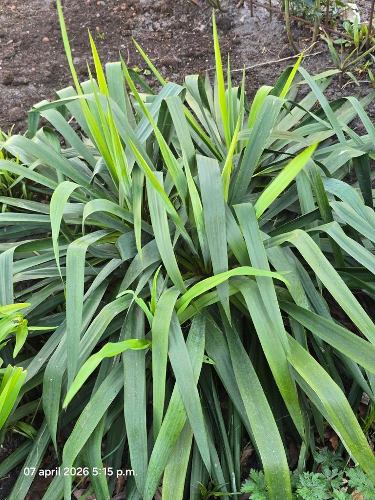 Palmlelie, Tuin en Terras, Volle zon, Vaste plant, Herfst, Ophalen