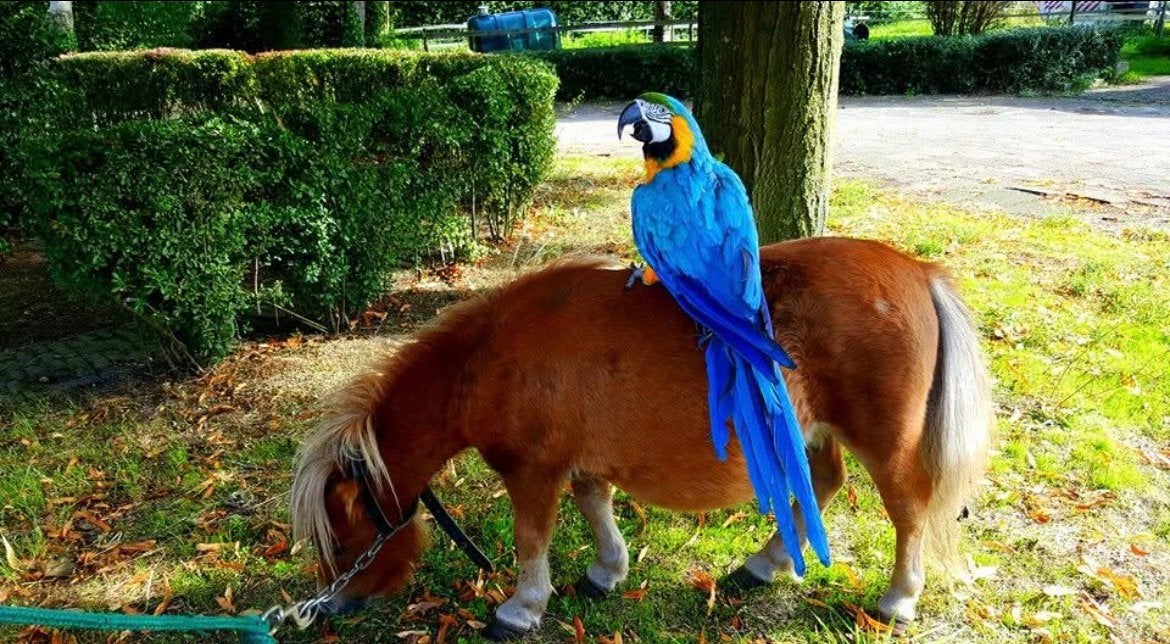 Blauw geel ara vrouw, Dieren en Toebehoren, Vogels | Parkieten en Papegaaien, Meerdere dieren, Papegaai